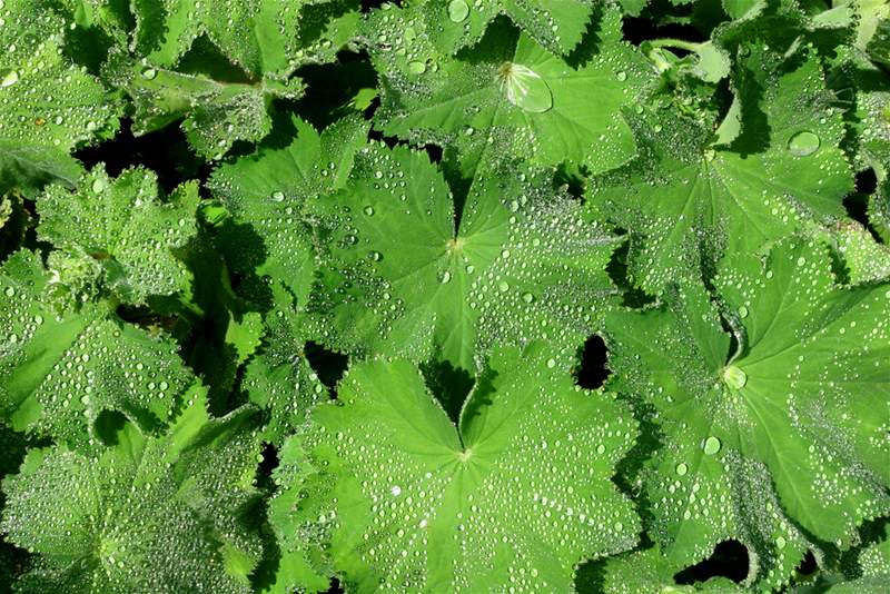 kontryhel-obecn-alchemilla-vulgaris-idnes-cz