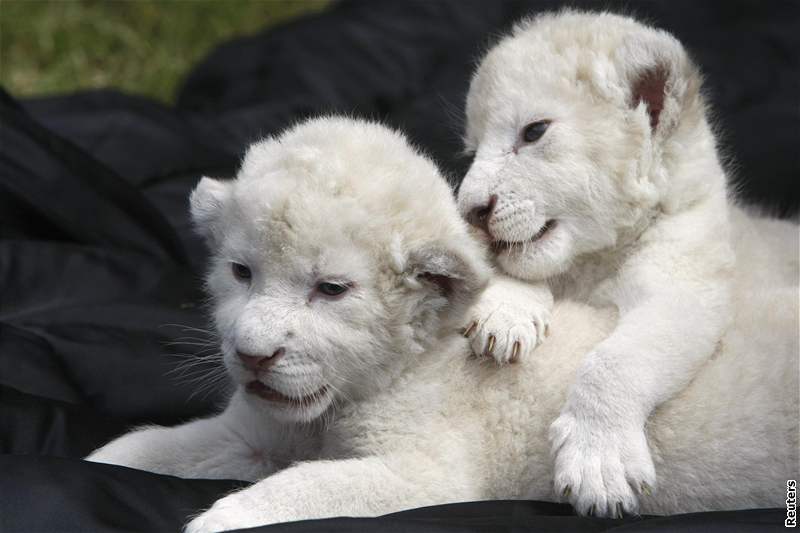 Mláata bílého lva se narodila 30. ervna.