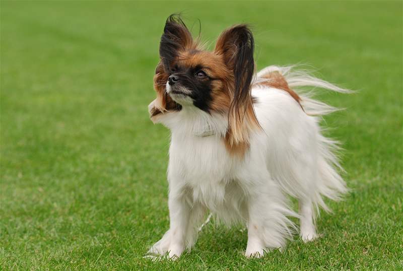 Malý kontinentální španěl (Papillon) - iDNES.cz