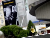 43. MFFKV - ptá�ek u hotelu Thermal