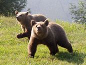 Medv�di v Beskydech