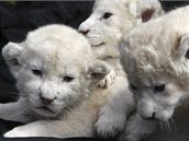 Mláata bílého lva se narodila 30. ervna.