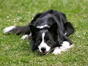 Border collie