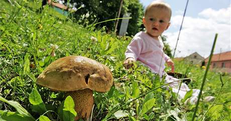 Kristnka Lukkov sed mezi houbami, kter vyrostly uprosted nvsi ve Hvzdlicch na Vykovsku