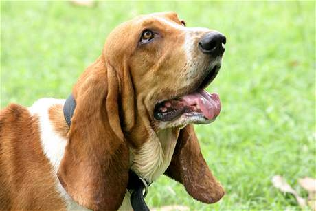 Basset