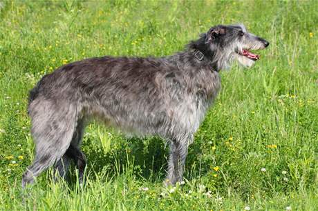 Deerhound