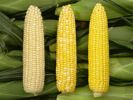 Kukuřice, které se na jižní Moravě říká turkyně.