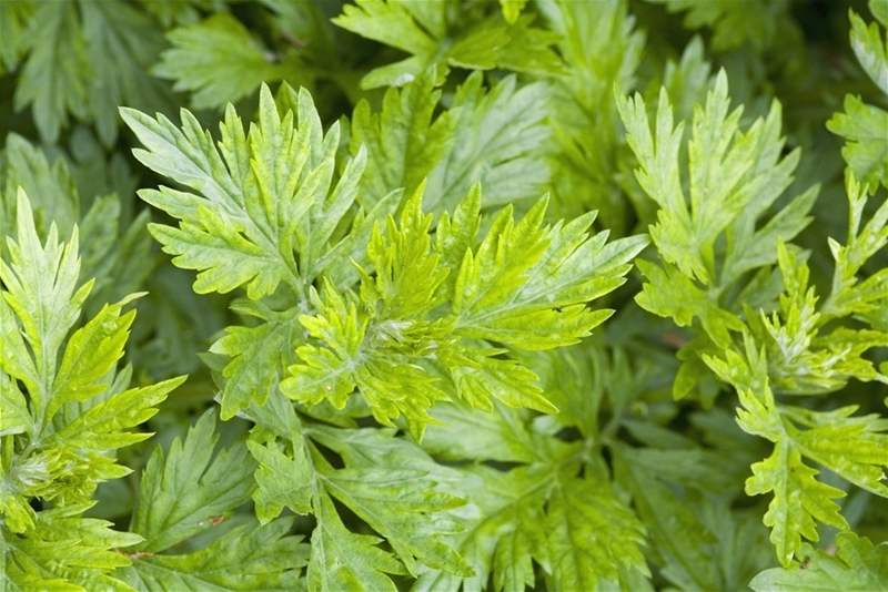 pelyn-k-ernob-l-artemisia-vulgaris-idnes-cz