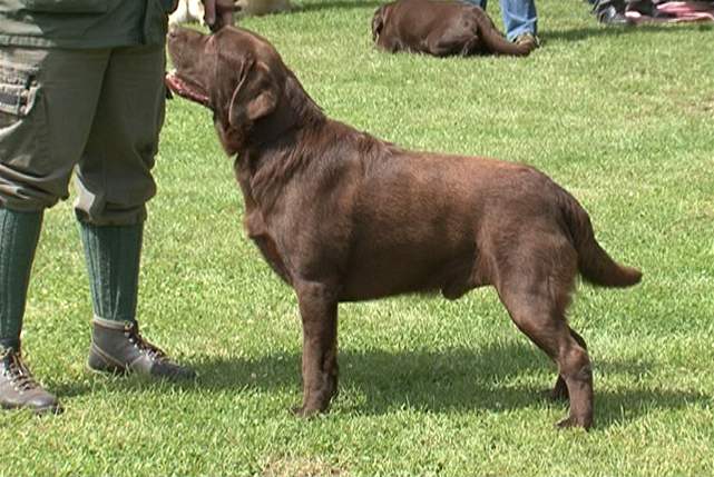 Labradorský retriever