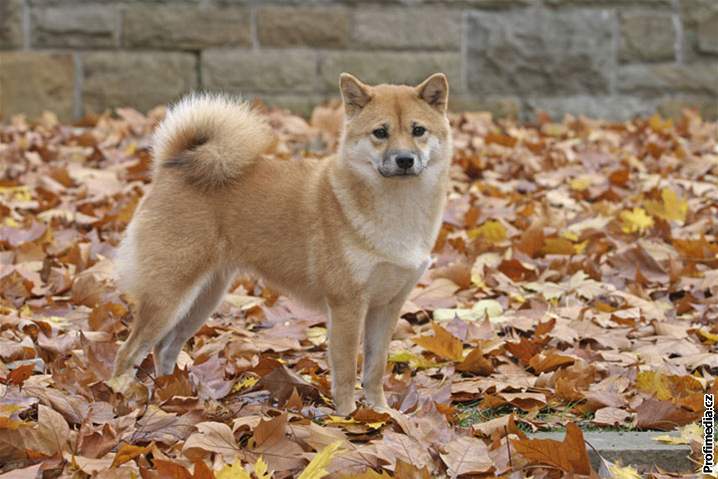 Shiba - Inu