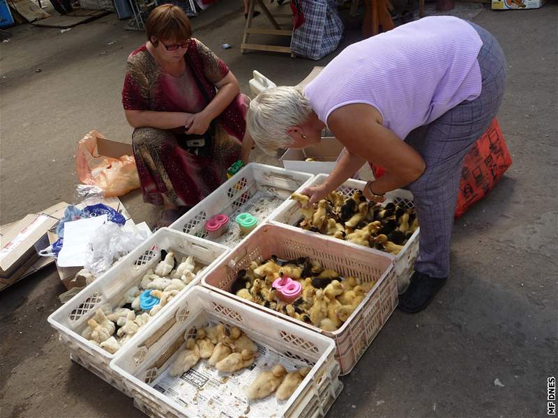 Bazar s kuřaty v kazašském Oralu