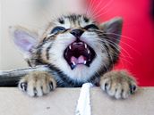 Kot�. Ilustra�ní foto.