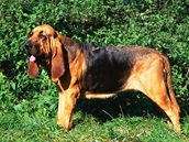 Bloodhound