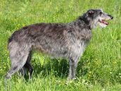 Deerhound