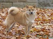 Shiba - Inu