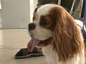 Kaval�r King Charles �pan�l