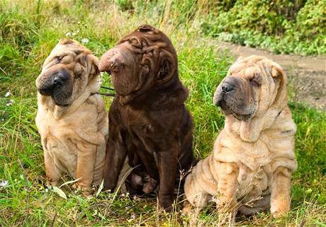 Sharpei