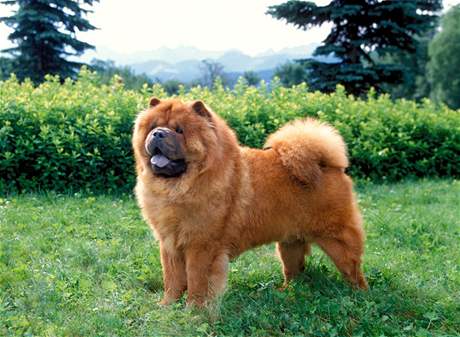 Chow chow