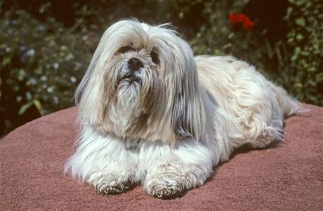 Lhasa apso