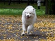 Samojed