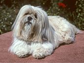 Lhasa apso