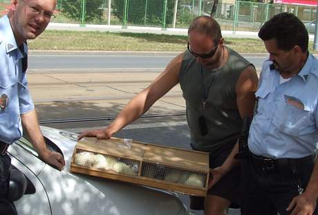 Policisté v Plzni dnes nali pepravku laboratorních potkan.