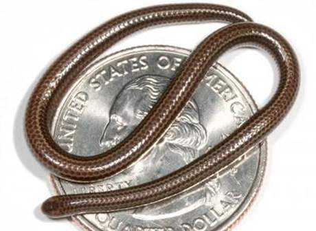 Nejmení had na svt dostal jméno Leptotyphlops carlae.