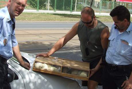 Policisté v Plzni dnes našli přepravku laboratorních potkanů.