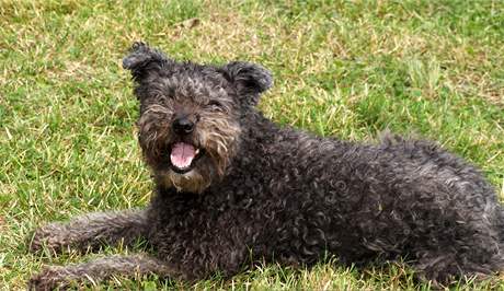 Pumi