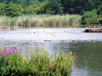 Vrbensk rybnky