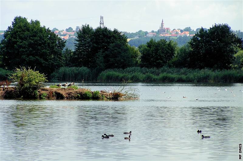 Vrbenské rybníky - Potápky, rackové a divoké husy na rybníku Domin
