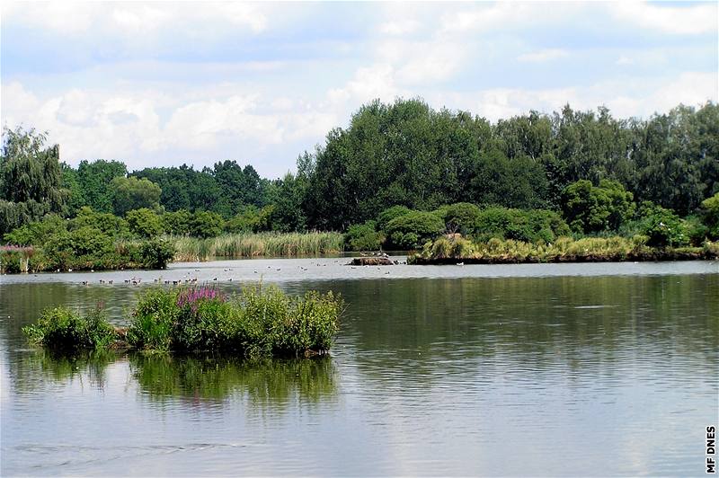 Vrbenské rybníky u eských Budjovic jsou unikátním ptaím rájem