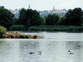 Vrbenské rybníky - Potápky, rackové a divoké husy na rybníku Domin