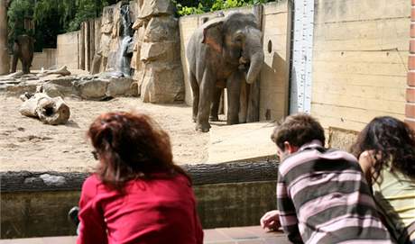 O éfa praské zoo se ucházejí ti mui, radní rozhodnout v prosinci. (Ilustraní foto)