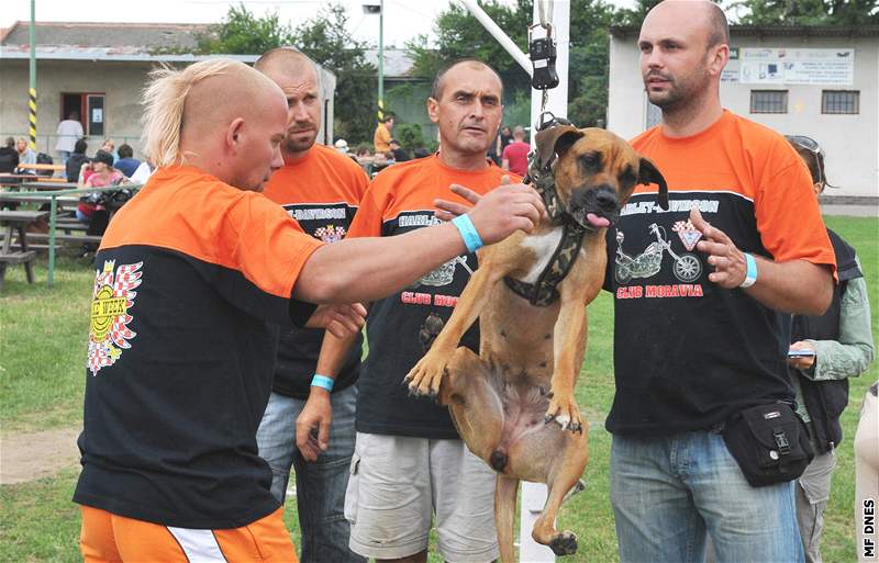 Setkání majitel bojových ps v Dyjákovicích