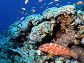 Zvýená teplota me zahubit a polovinu ryb v korálových ekosystémech, upozoruje WWF. Ilustraní foto