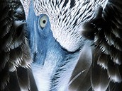 Titulní strana encyklopedie Ptáci