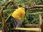 Mu odklízí banánovníky, které v kubánském mst Cienfuegos poniil hurikán Gustav.