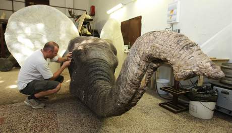 Slona uloveného v Africe vycpává ve své díln v Moravské Nové Vsi Pavel Zugar