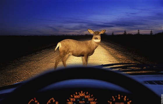 Pi neobvyklé nehod na Bruntálsku pejel idi zárove srnce i liku. Ilustraní foto.