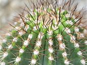 Kaktus Echinocereus