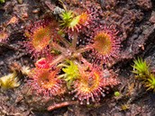 Slavkovsk� les � ra�elini�t� Tajga u Kladsk� - Mezi dob�e skryt� poklady...