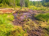 Slavkovsk� les � ra�elini�t� Tajga u Kladsk� - Rosnatka je tak drobn�, �e ji...