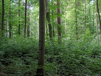 Les v Bavorsku německého barona von Rotenhana