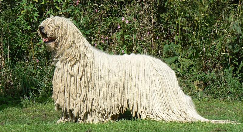 Komondor