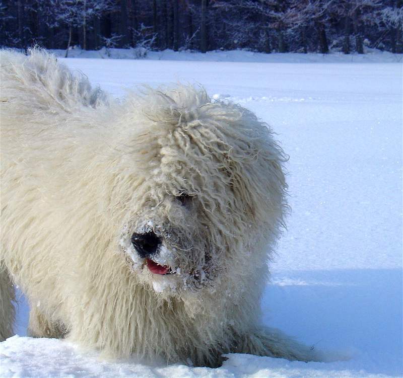 Komondor