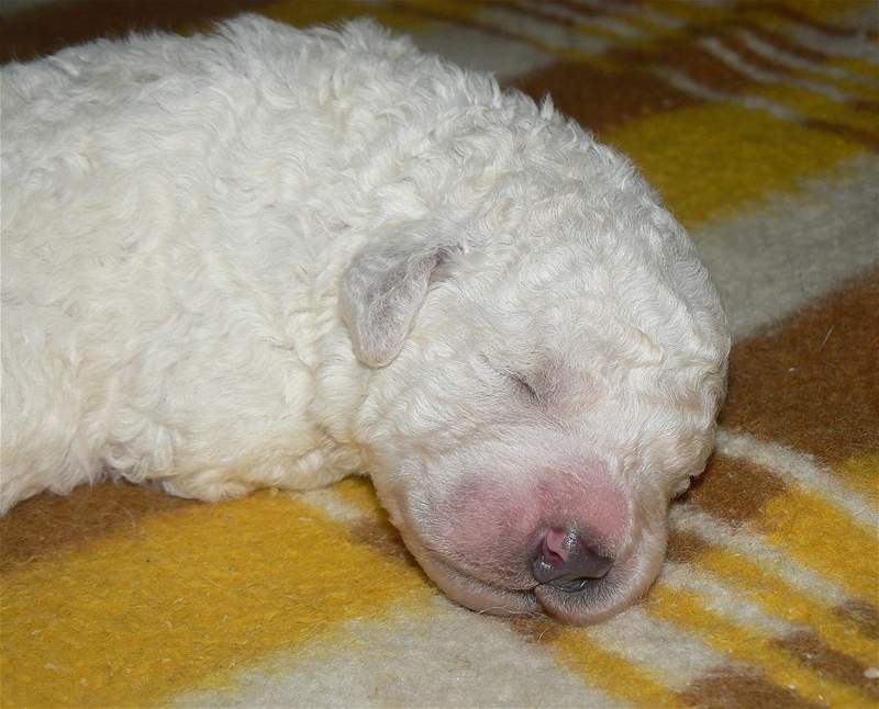 Komondor