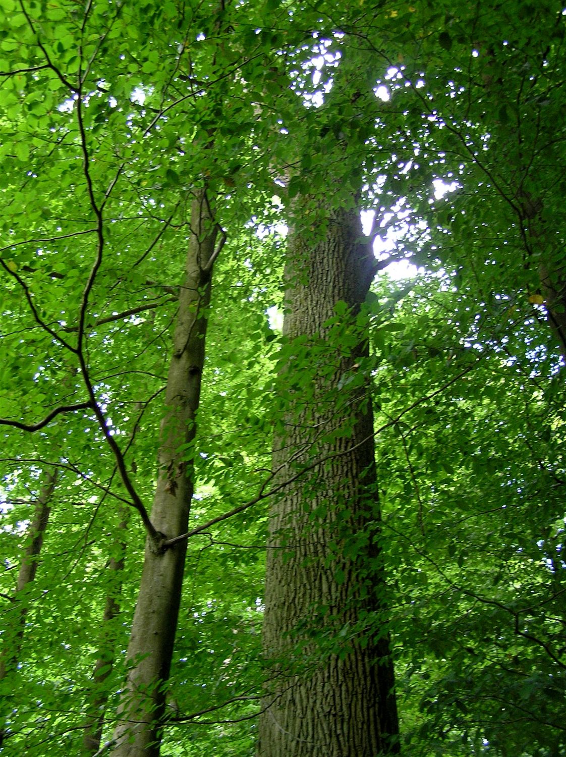 Les německého barona von Rotenhana v Bavorsku patří k nejkrásnějším v Evropě.