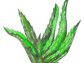 Aloe pravé