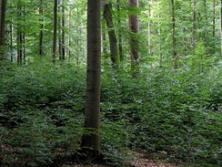 Les v Bavorsku nmeckého barona von Rotenhana